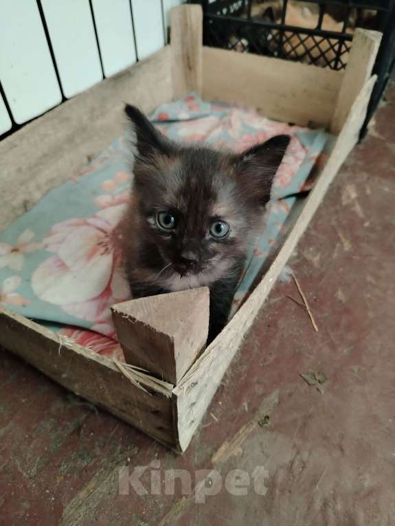 Кошки в других городах Ленинградской области: Чёрный котёнок Девочка, Бесплатно - фото 2