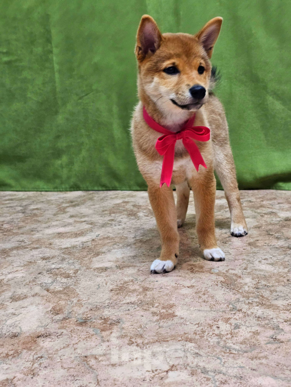 Собаки в Красноярске: Поодам Девочка, 40 000 руб. - фото 2