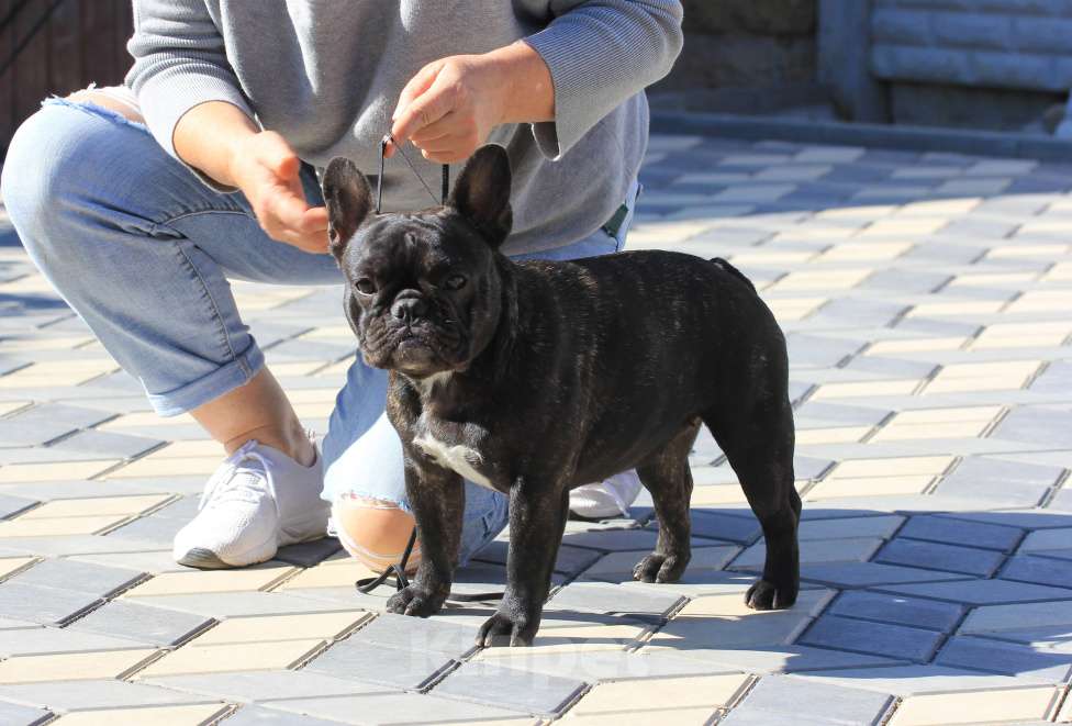 Собаки в Симферополе: Подрощенная девочка французского бульдога Девочка, 50 000 руб. - фото 3