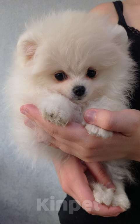 Собаки в Новосибирске: Шпиц Разнополые, Бесплатно - фото 2