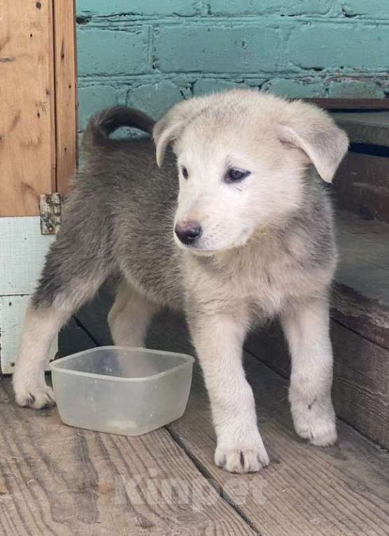 Собаки в Москве: Замечательные щенки: белый, черный и другие в добрые руки Мальчик, Бесплатно - фото 10