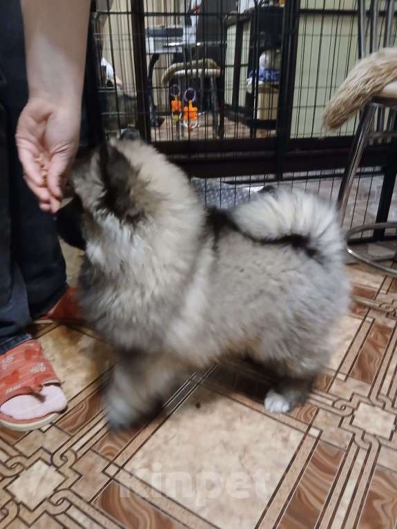 Собаки в Нижнем Новгороде: продаем Девочка, 85 000 руб. - фото 4