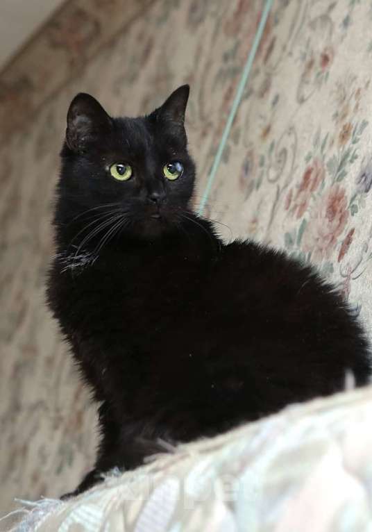 Кошки в Санкт-Петербурге: Кошечка Кристи ищет дом  Девочка, Бесплатно - фото 4