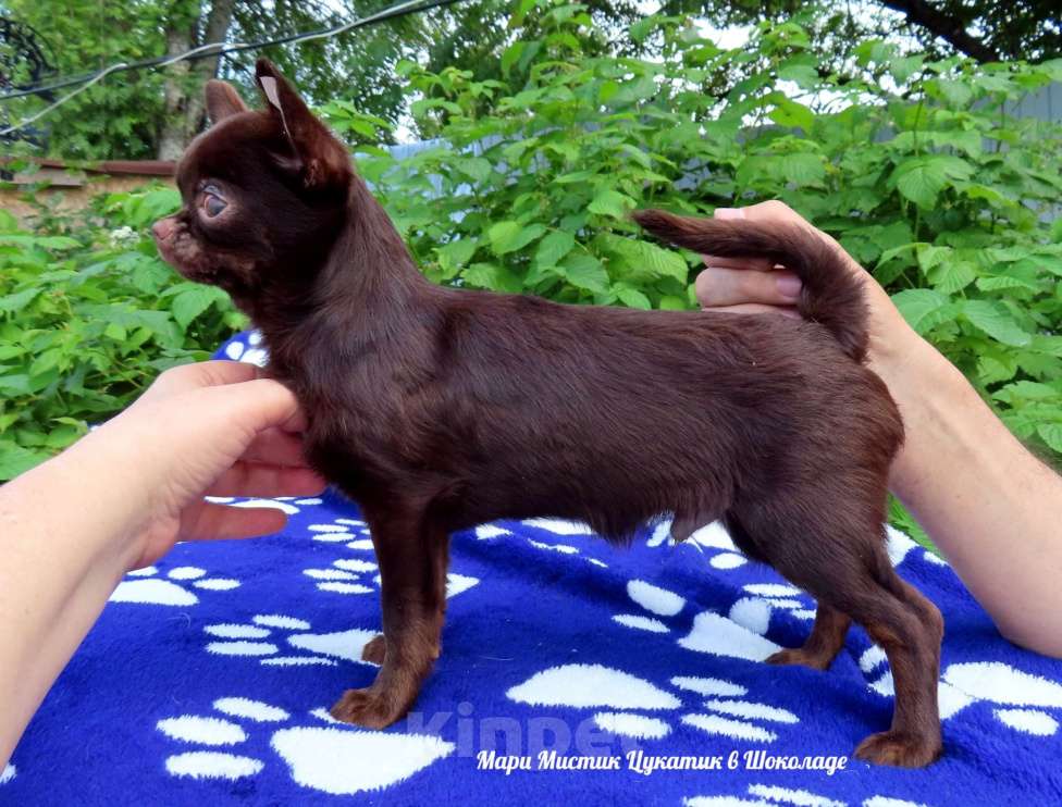 Собаки в Санкт-Петербурге: Шикарный мальчик чихуахуа Цукатик Мальчик, 70 000 руб. - фото 2