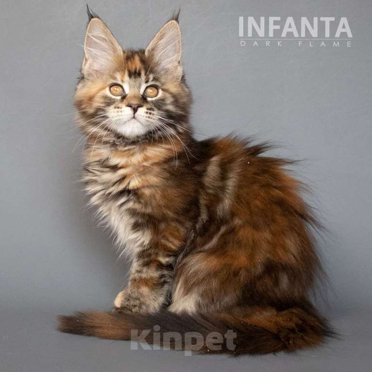 Кошки в других городах Воронежской области: Infanta Dark Flame Девочка, 50 000 руб. - фото 5