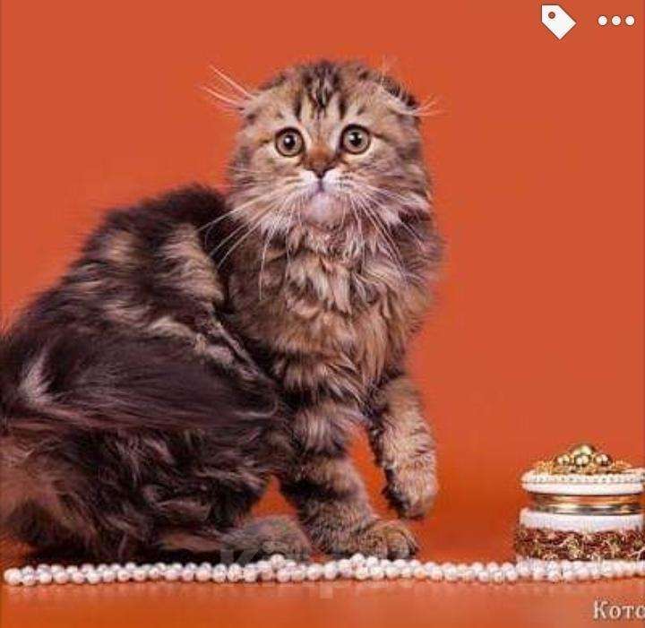 Кошки в Саратове: Хайленд фолд днвочка, 5 000 руб. - фото 1