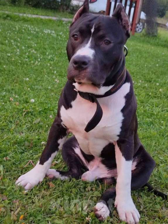 Собаки в Москве: Вязка Американский стаффордширский терьер Мальчик, 1 000 руб. - фото 3