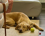 Собаки в Электростали: Помесь лабрадора и гончей  Мальчик, Бесплатно - фото 4