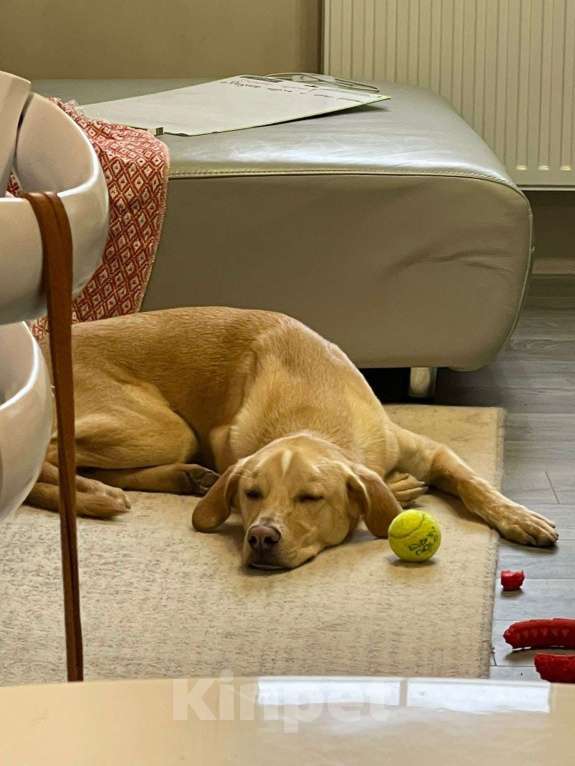 Собаки в Электростали: Помесь лабрадора и гончей  Мальчик, Бесплатно - фото 4