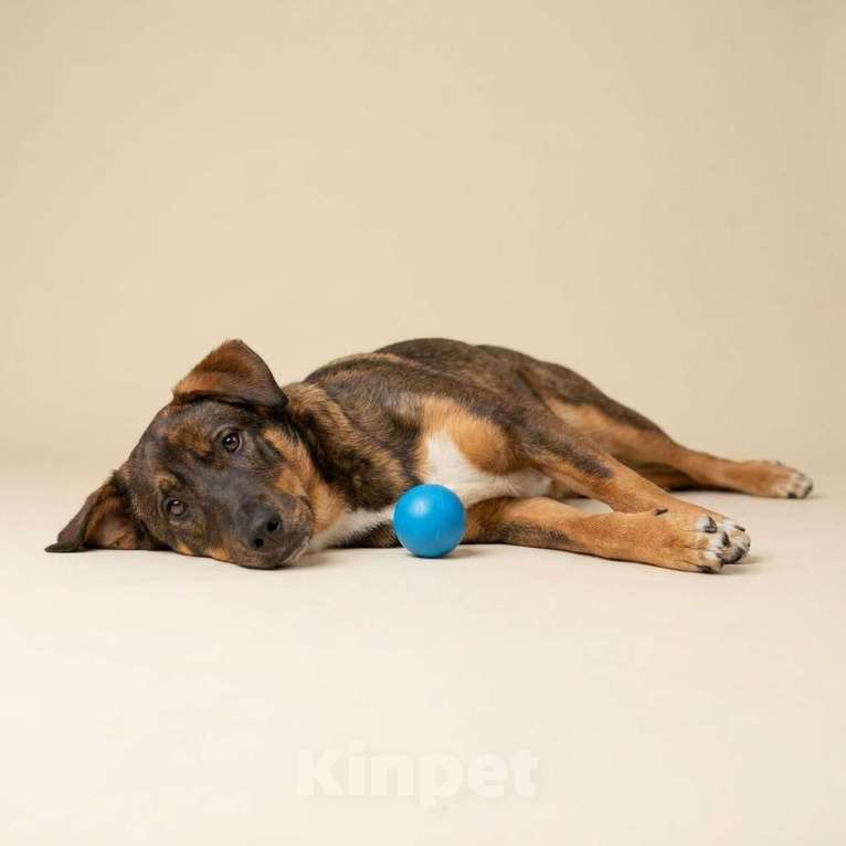 Собаки в Москве: щенок Боба в добрые руки Мальчик, Бесплатно - фото 4