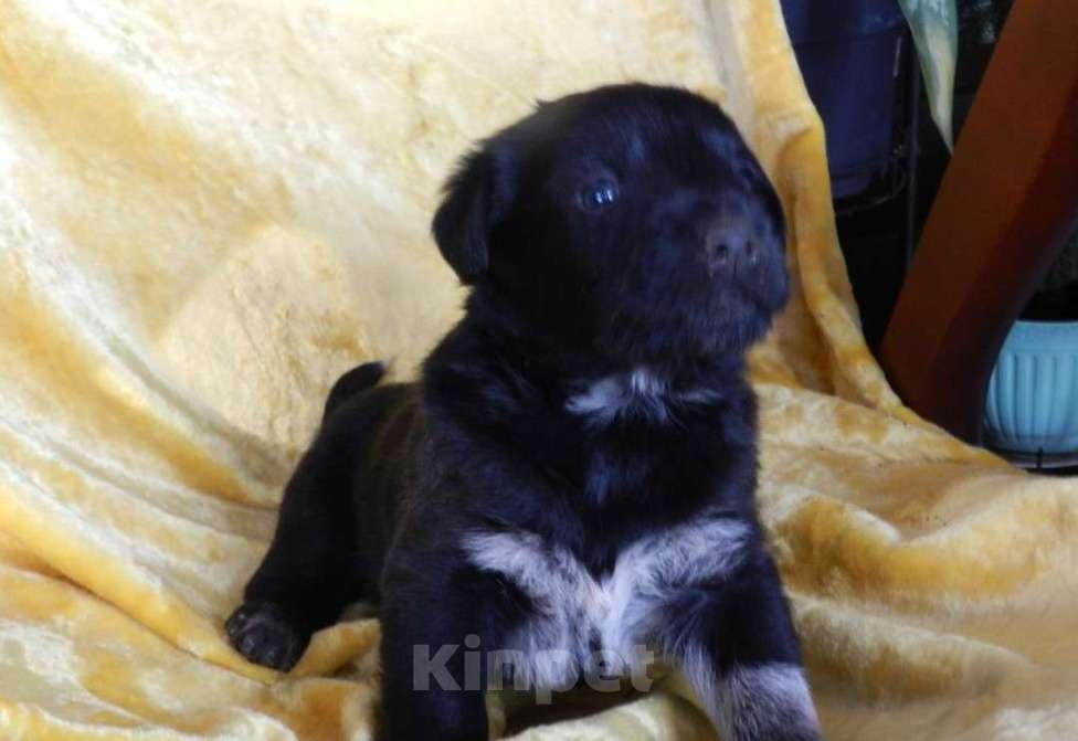 Собаки в Туле: Отдам в дар Мальчик, 100 руб. - фото 1