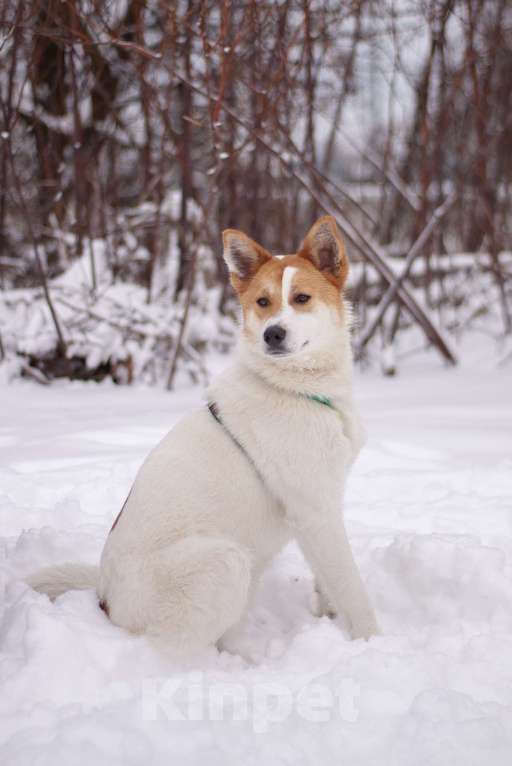 Собаки в Москве: Смышленный и ласковый Дэйв в поисках дома Мальчик, Бесплатно - фото 4