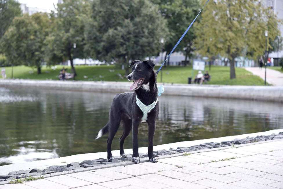 Собаки в Москве: Щенок в добрые руки Мальчик, Бесплатно - фото 4