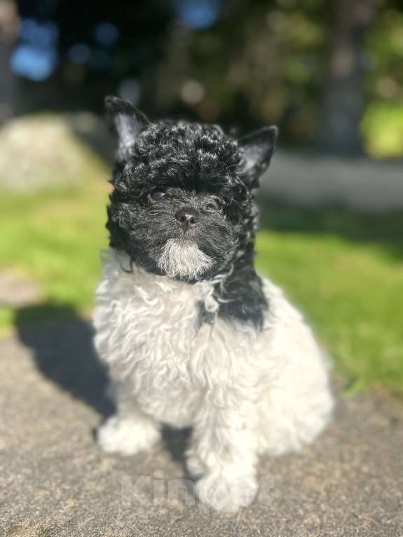 Собаки в Санкт-Петербурге: Девочка Пушон Девочка, 50 000 руб. - фото 3