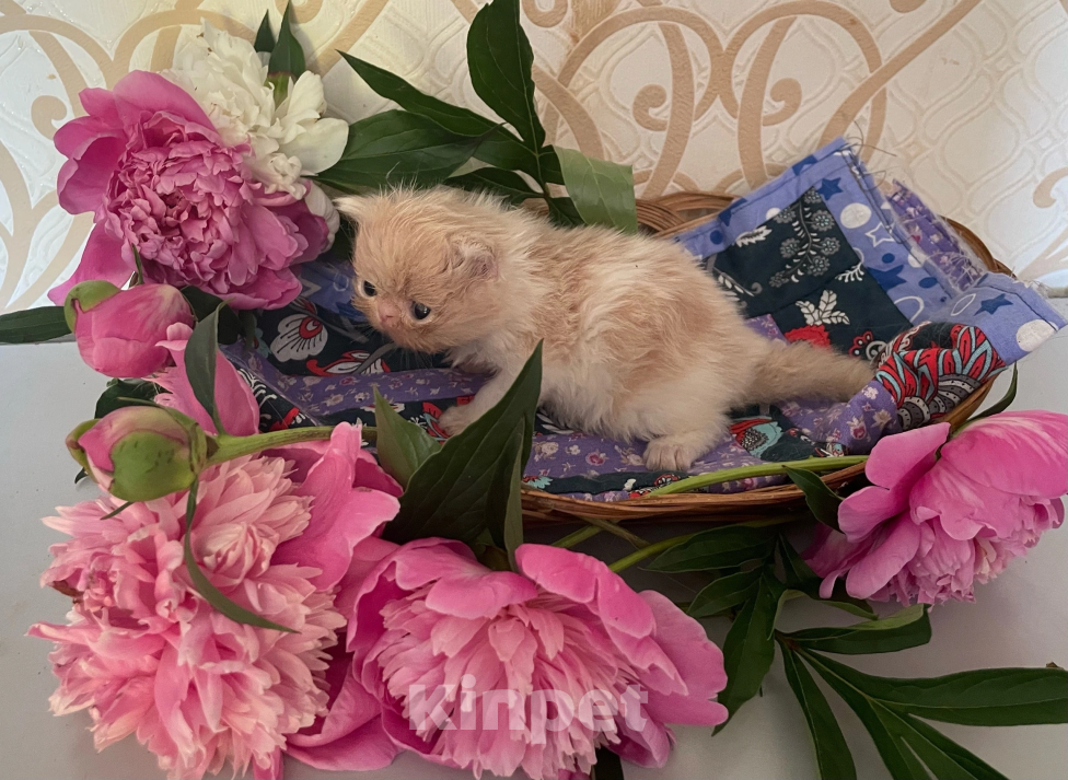 Кошки в других городах Омской области: Котята персы, мальчики, к раннему бронированию Мальчик, 40 000 руб. - фото 4