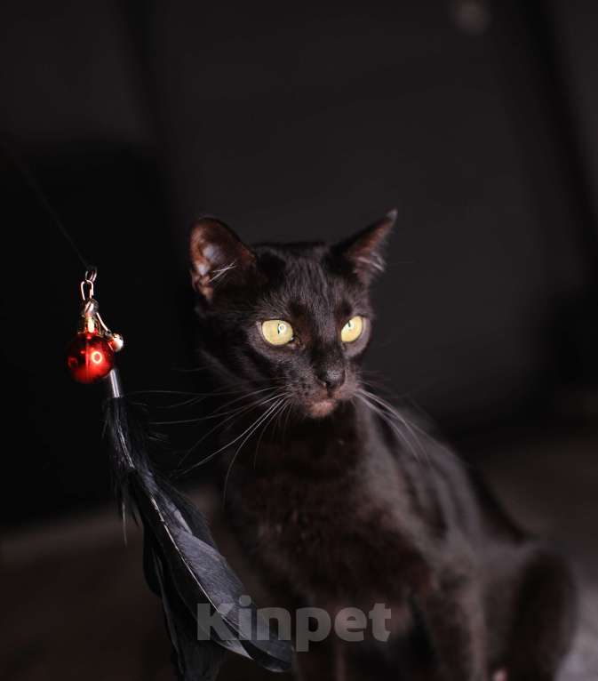 Кошки в Москве: Черный бенгал пантерка Девочка, 60 000 руб. - фото 4