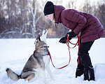 Собаки в Москве: Девочка-хаски в дар. Бывшедомашняя собака Девочка, Бесплатно - фото 9