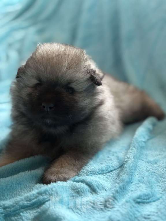 Собаки в Екатеринбурге: КеесхондВольфшпиц Девочка, 50 000 руб. - фото 1