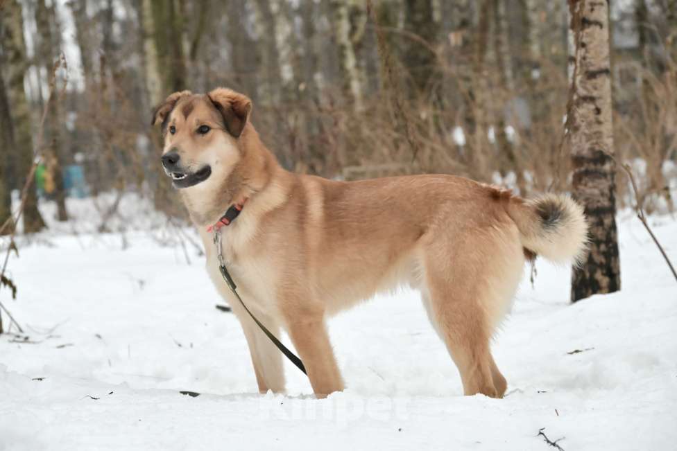 Собаки в Красногорске: Яркий Степка, метис лайки, 10 месяцев  Мальчик, 10 руб. - фото 4