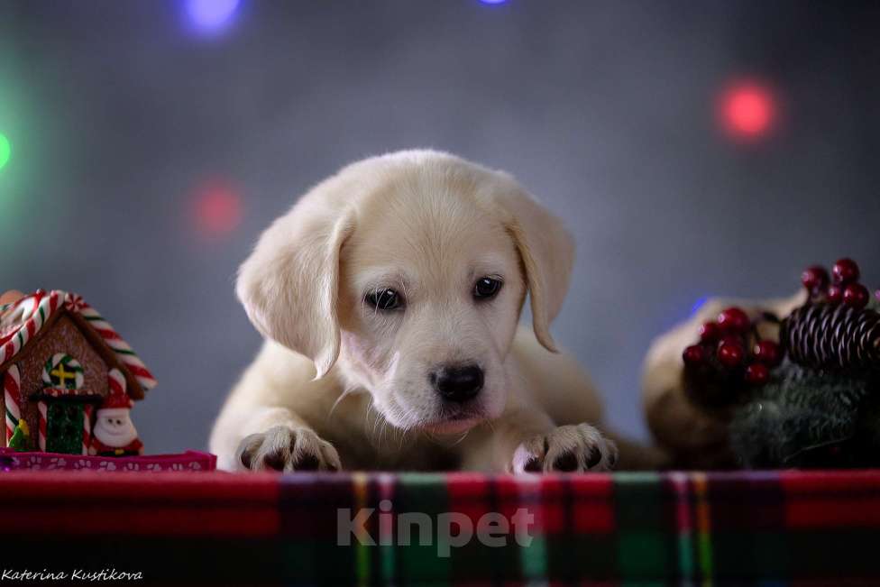 Собаки в Москве: Щенок лабрадора Девочка, 80 000 руб. - фото 4