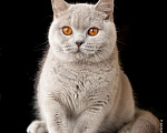 Кошки в Москве: Очень ласковая кошка с глазами- апельсинками Девочка, 5 руб. - фото 4