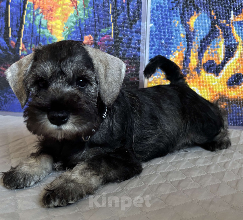 Собаки в Таганроге: Петти Девочка, 45 000 руб. - фото 3