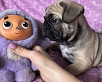 Собаки в Санкт-Петербурге: Французский бульдог щенки Мальчик, Бесплатно - фото 2