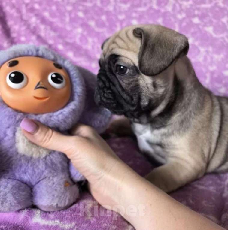 Собаки в Санкт-Петербурге: Французский бульдог щенки Мальчик, Бесплатно - фото 2