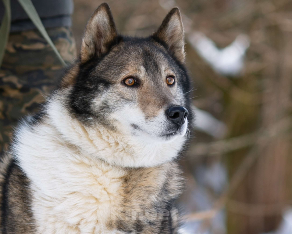 Собаки в Москве: Весёлый, активный породистый Лайк оказался в приюте и ждёт свою семью Мальчик, Бесплатно - фото 6