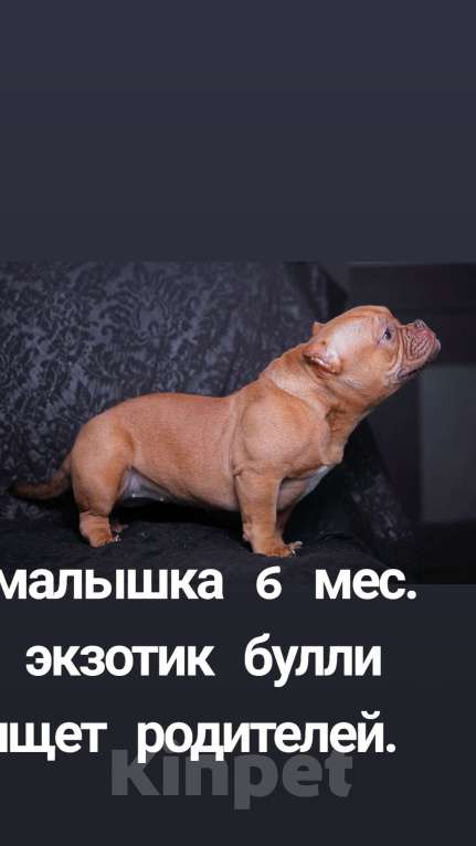 Собаки в Москве: Ждет самых лучших пап, мам! Девочка, 150 000 руб. - фото 1