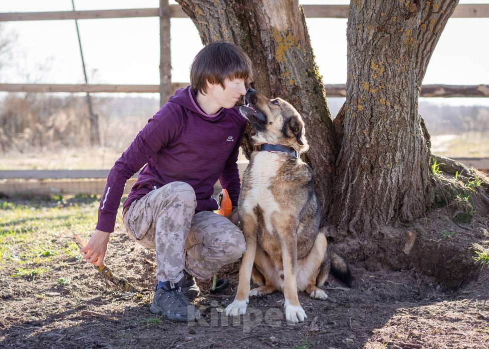 Собаки в Москве: Собака-компаньон в поисках семьи Мальчик, Бесплатно - фото 3