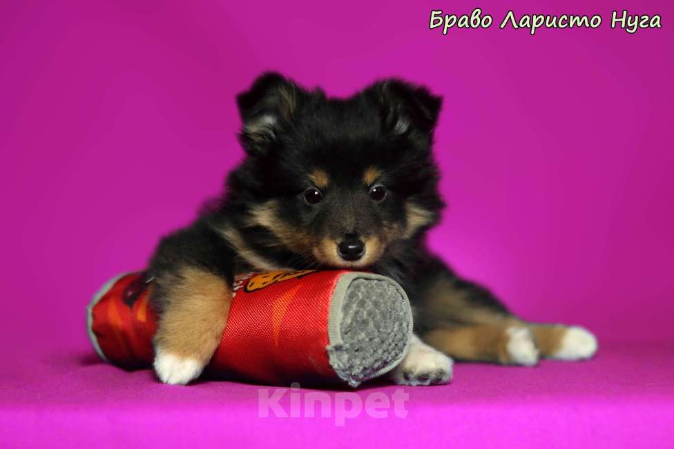 Собаки в Рязани: Шелти. Маленькая собачка в квартиру Разнополые, Бесплатно - фото 1