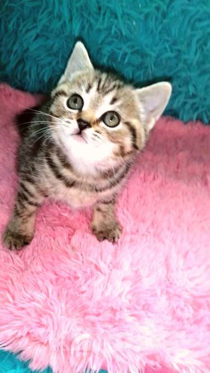 Кошки в Москве: Ш Девочка, 10 000 руб. - фото 9