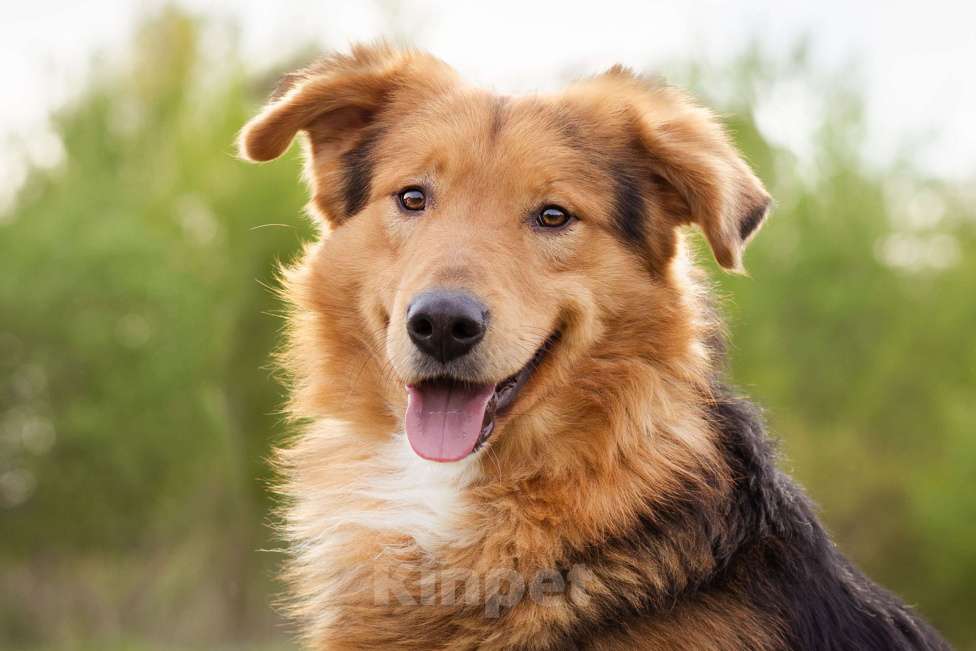 Собаки в Москве: Молодой, уравновешенный мальчик с золотым характером Мальчик, Бесплатно - фото 9