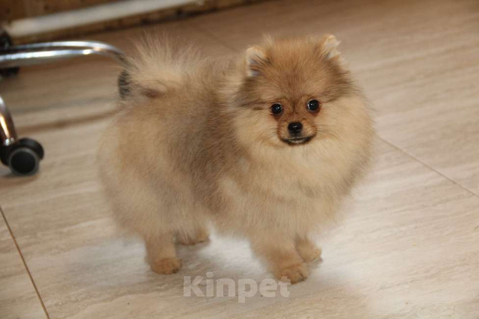 Собаки в Раменском: Девочка шпица Девочка, 50 000 руб. - фото 3