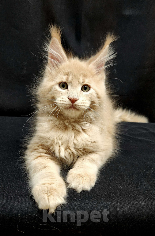 Кошки в Красногорске: Котенок мейн-кун  Мальчик, 60 000 руб. - фото 5