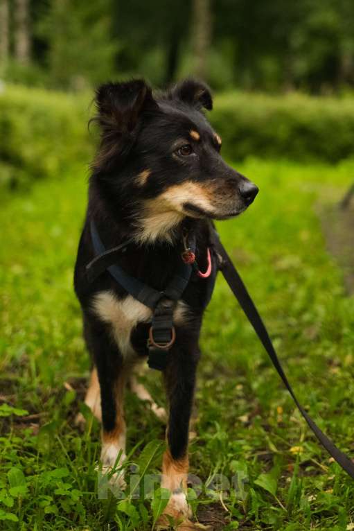Собаки в Санкт-Петербурге: Дельта из приюта в добрые руки Девочка, Бесплатно - фото 5