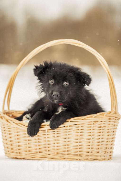 Собаки в других городах Московской области: Щенок в добрые руки Девочка, Бесплатно - фото 5