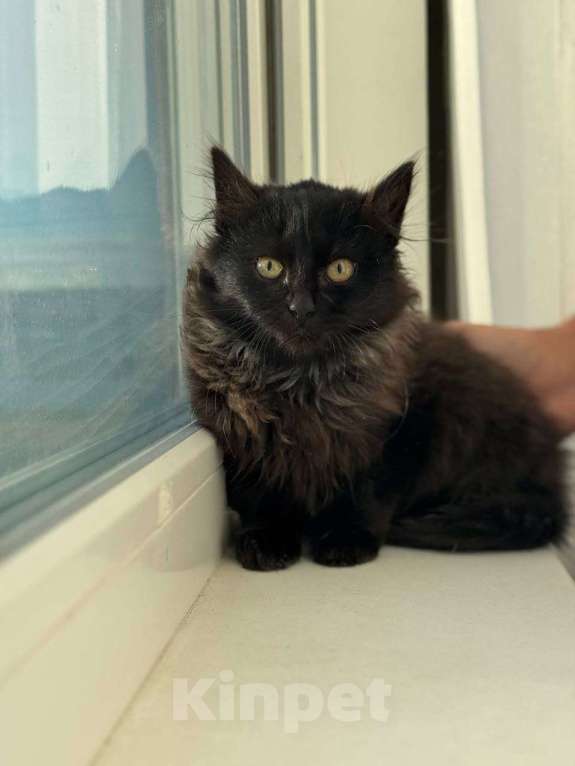 Кошки в Москве: черно-серый котенок Шэдоу ищет дом Девочка, Бесплатно - фото 7