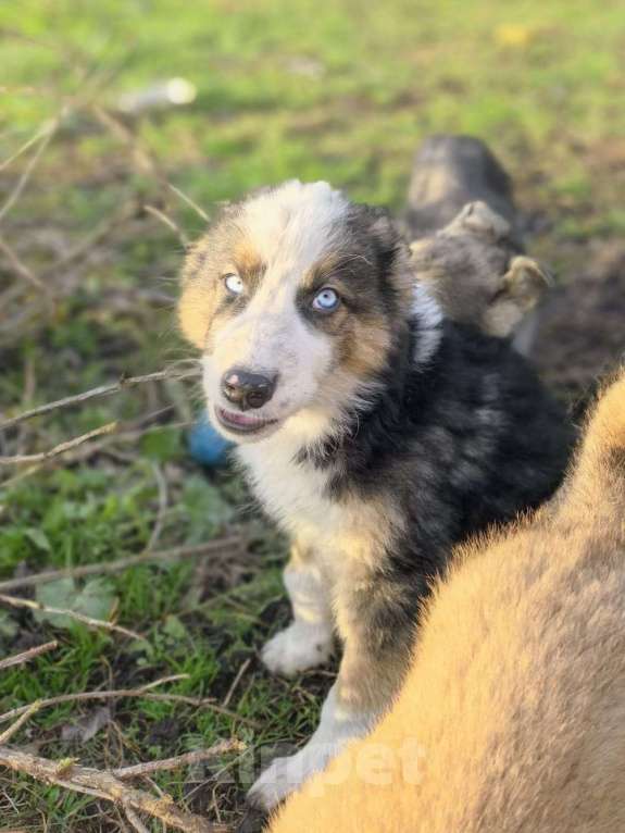 Собаки в Лосином-Петровском: Якутята из ппбж Мальчик, Бесплатно - фото 4