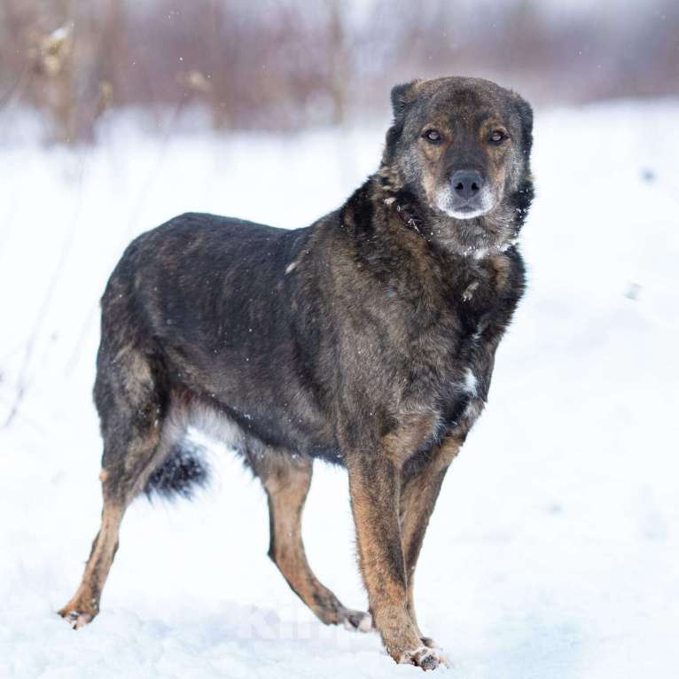 Собаки в Химках: Тиграш в самые лучшие руки Мальчик, Бесплатно - фото 4
