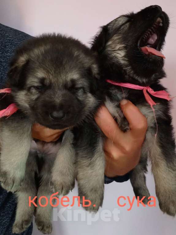 Собаки в Зее: Щенки восточноевропейской овчарки, овчарки, ВЕО Мальчик, Бесплатно - фото 6