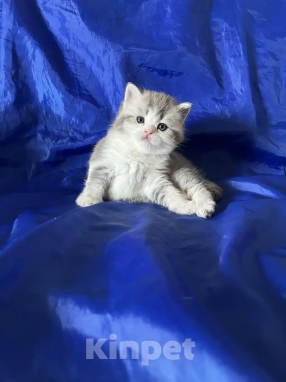 Кошки в Новосибирске: Продам шотландских котят Разнополые, Бесплатно - фото 4