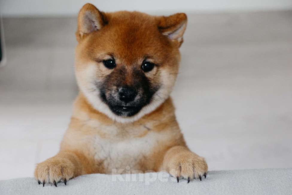 Собаки в Нижнем Новгороде: Сиба ину девочка Девочка, Бесплатно - фото 3