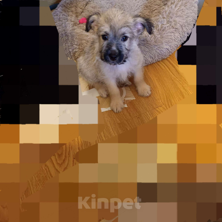 Собаки в Санкт-Петербурге: Щенок в добрые руки  Мальчик, Бесплатно - фото 3