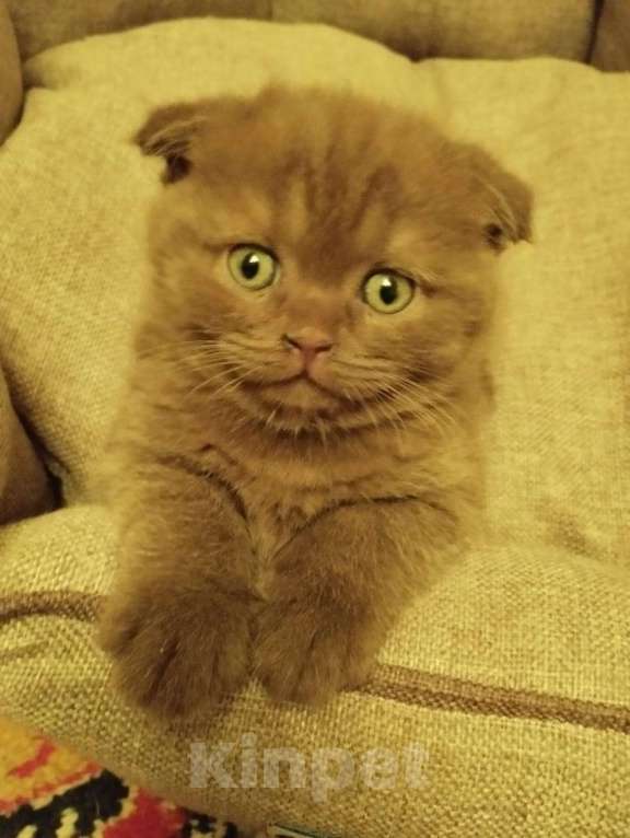 Кошки в Москве: Продам котенка Мальчик, 20 000 руб. - фото 3