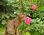 Кошки в Москве: кошка Кася ждет семью Девочка, Бесплатно - фото 6
