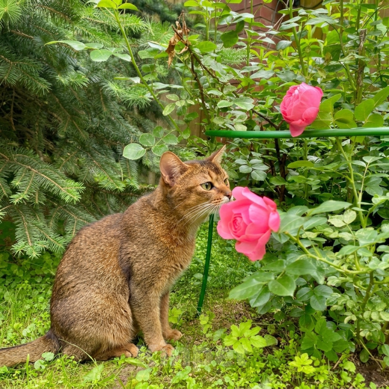 Кошки в Москве: кошка Кася ждет семью Девочка, Бесплатно - фото 6