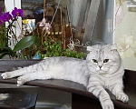 Кошки в Новотроицке: Ищем невесту для Кота, 1 руб. - фото 3