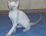 Кошки в Краснодаре: Ориентальный котенок Девочка, 15 000 руб. - фото 1